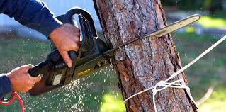 How Our Tree Care Process Works  in  Caruthers, CA