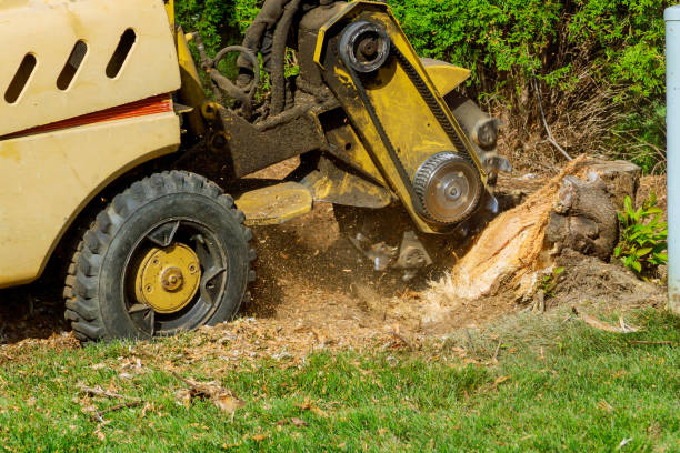 Best Tree Disease Treatment  in Ruthers, CA