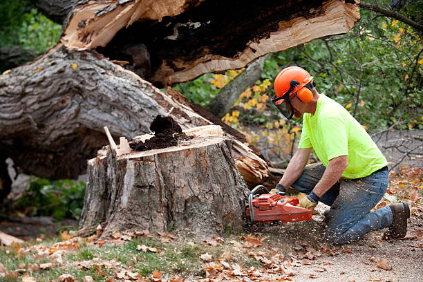 Reliable Caruthers, CA Tree Care Services Solutions